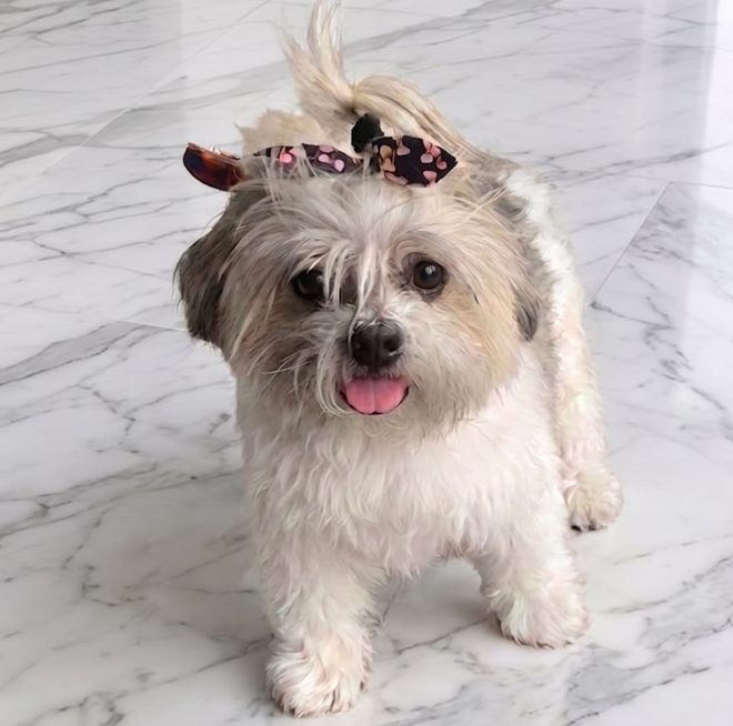 Photo of Woofie the Shih Tzu standing on a marble floor with a clip in her hair