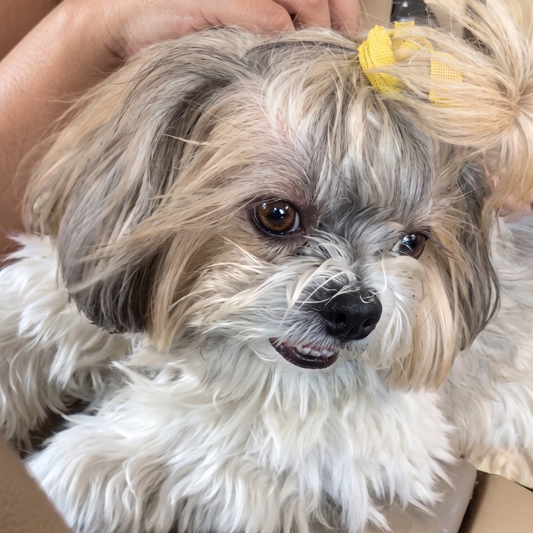 Photo of Woofie the Shih Tzu with a yellow clip in her hair
