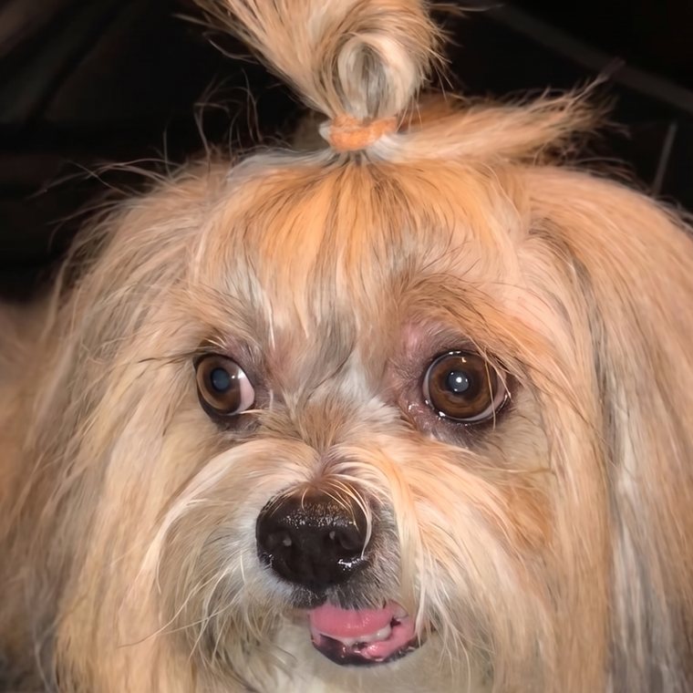 Photo of Woofie the Shih Tzu looking up at the camera